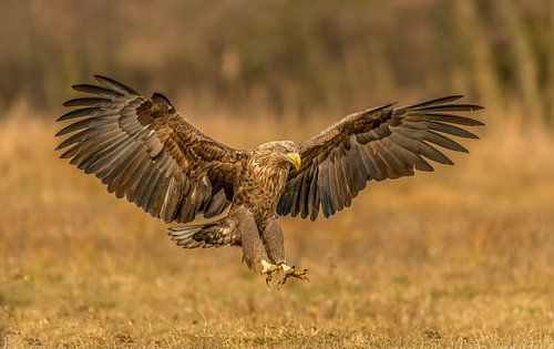 The Eagle has landed! van Robert Kok