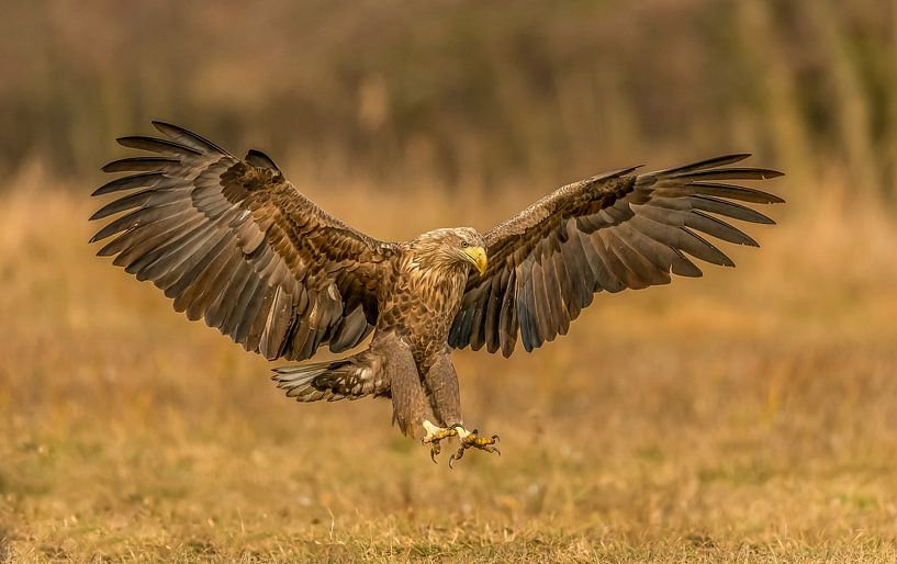 Der Adler ist gelandet! von Robert Kok
