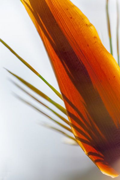 Gras in Tegenlicht von Stephan Van Reisen