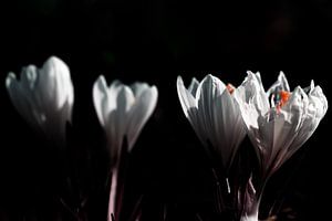 Crocus sur Maikel Brands