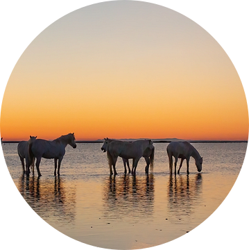 Camargue paarden in het meer met hun cowboys (Gardians) van Kris Hermans