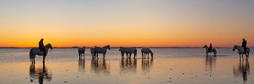 Camargue paarden in het meer met hun cowboys (Gardians) van Kris Hermans