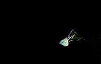 Schmetterling / Kraut weiß auf schwarzem Hintergrund von Miranda Palinckx Miniaturansicht