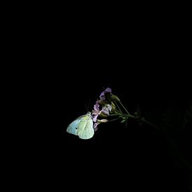 Papillon / chou blanc sur fond noir sur Miranda Palinckx