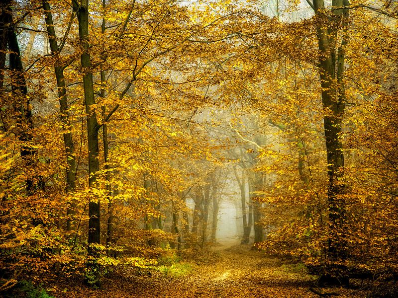 Soon Fall Leaves and Leaves Fall van Lars van de Goor