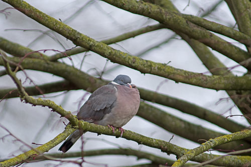 birds