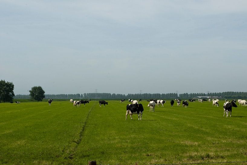 Landscape with cows by Mooi-foto van Well