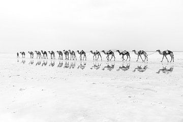 Kamelen karavaan door de woestijn | Ethiopië van Photolovers reisfotografie