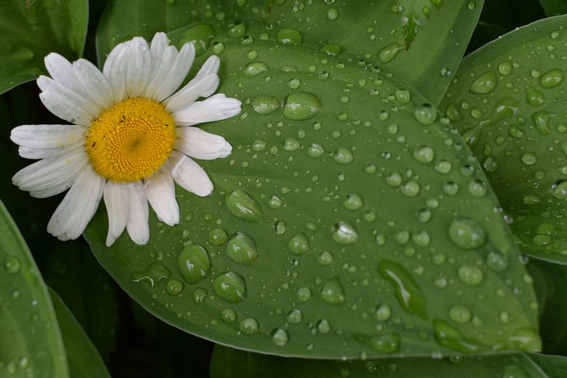 A flower in the garden after the rain by Claude Laprise