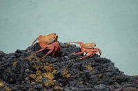 Sally Lightfoot Crab