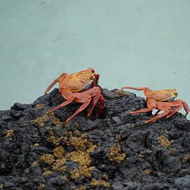 Crabe des marais Sally sur Femke Looman