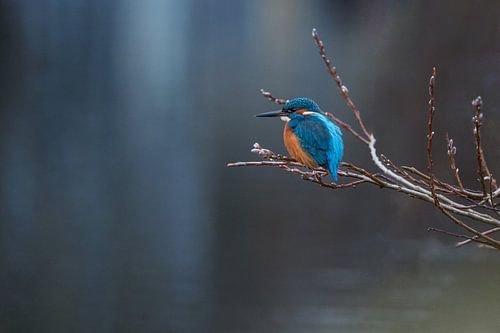 IJsvogel bij het water