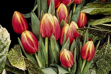 Bouquet de tulipes rouges sur eric van der eijk