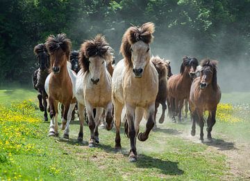 Paardenkracht van Angelika Beuck