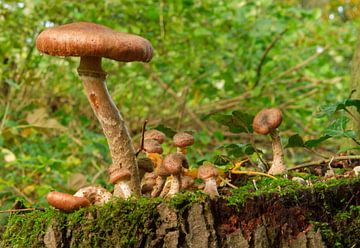 Paddestoelen op boomstronk von Marcel Kelfkens