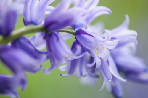 Bluebells by Tonia Beumer
