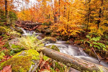 Ruisseau de montagne Kleine Ohe sur Cor de Bruijn