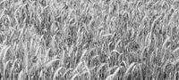 Korenaren in veld