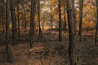 vue sur une forêt aux couleurs d'automne par Klaartje Majoor Aperçu