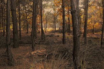 vue sur une forêt aux couleurs d'automne sur Klaartje Majoor