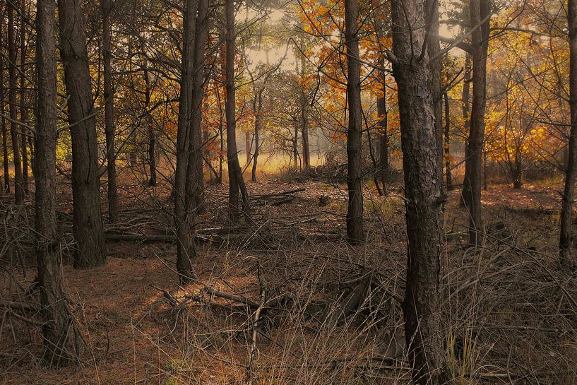 vue sur une forêt aux couleurs d'automne par Klaartje Majoor