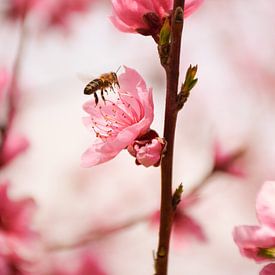 Bei „Pfirsichblüte“ – Frühling in Veria von Ingrid de Vos - Boom