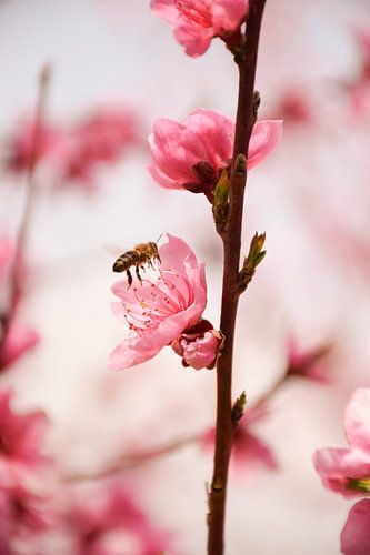 Bij op Perzikbloesem - lente in Veria