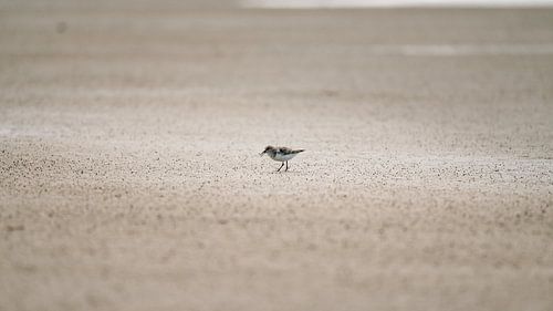 Only on the Coastline