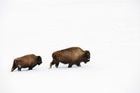 On the move