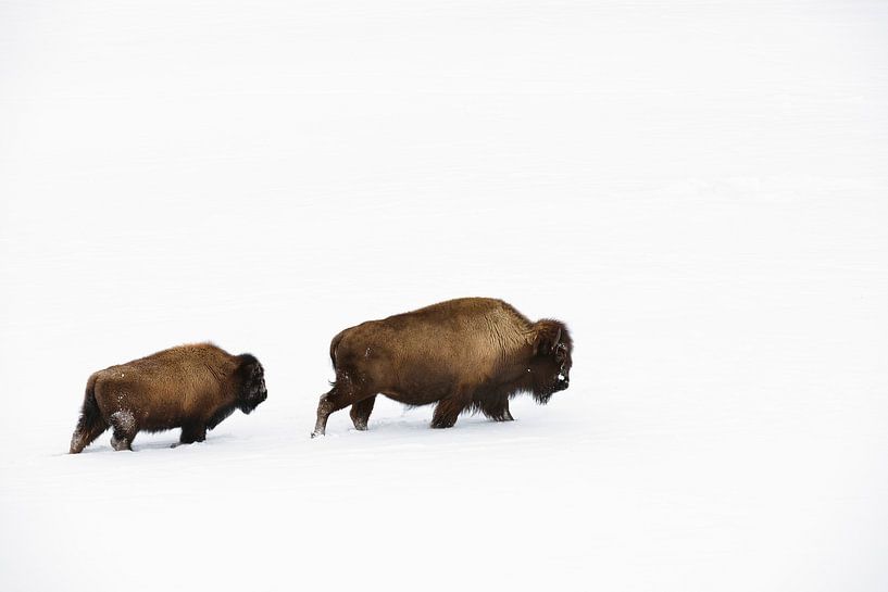 On the move by Loulou Beavers