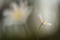 Bosanemoon - Anemone nemorosa