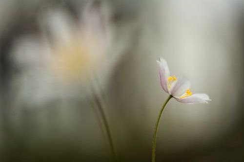Bosanemoon - Anemone nemorosa