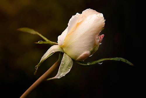 Rozenknop na de regen.