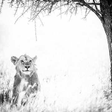Löwe unter einem Baum von Leon van der Velden