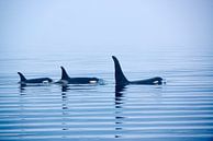 Killer whale or Orca with huge dorsal fins by Jürgen Ritterbach thumbnail