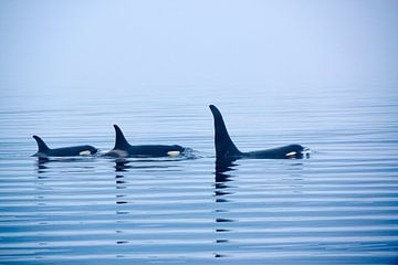 Des orques avec une énorme nageoire dorsale sur Jürgen Ritterbach