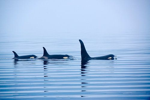 Des orques avec une énorme nageoire dorsale