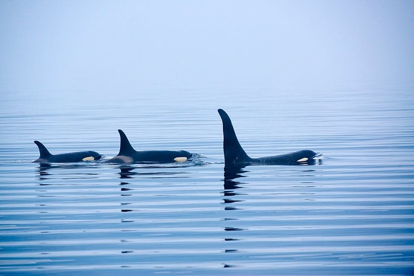 Killer whale or Orca with huge dorsal fins by Jürgen Ritterbach