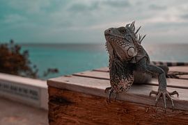 Iguana by Yorick Leusink