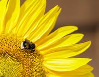 Sunflower with a hungry bumblebee