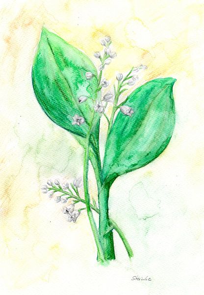 Maiglöckchen von Sandra Steinke