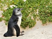 Young blackfooted penguin on Boulders Beach near Cape Town South Africa by Truus Hagen thumbnail