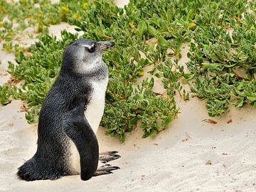 Young blackfooted penguin on Boulders Beach near Cape Town South Africa by Truus Hagen