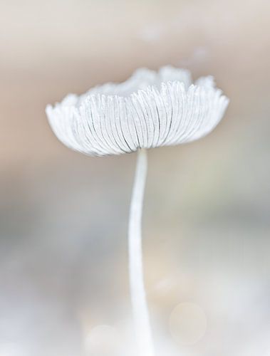 Hazenpootje in pastel kleur