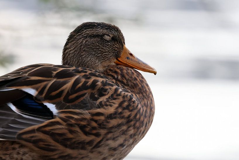 Canard colvert endormi sur la rive par Simon Lubbers