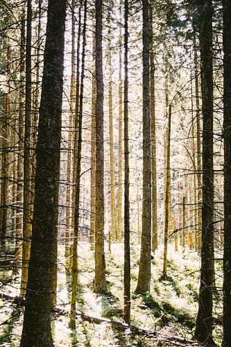 Sunlight through the Trees