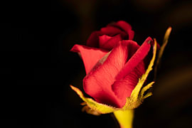 rote Rose im Dunkeln von anne droogsma