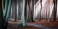 Bos aan de Oostzee van Martin Wasilewski thumbnail
