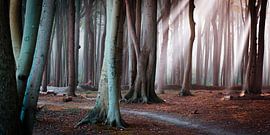 Forest at the Baltic Sea by Martin Wasilewski