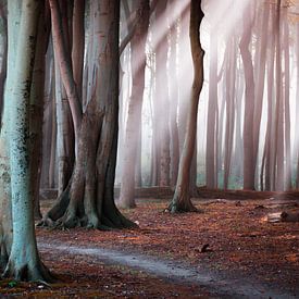 Forêt au bord de la mer Baltique sur Martin Wasilewski